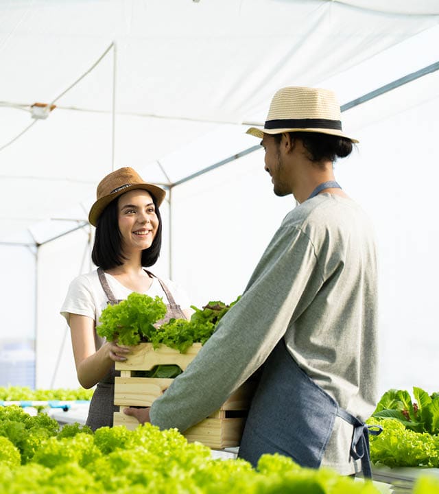 Two Asian couple farmers working in vegetables hydroponic farm with happiness. Woman harvesting green oak and passing to man. The farmer carrying box then walking to store it in the green house farm.