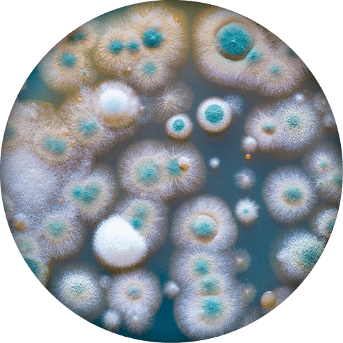 close up petri of dish with microbe colony