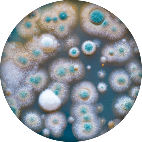 close up petri of dish with microbe colony